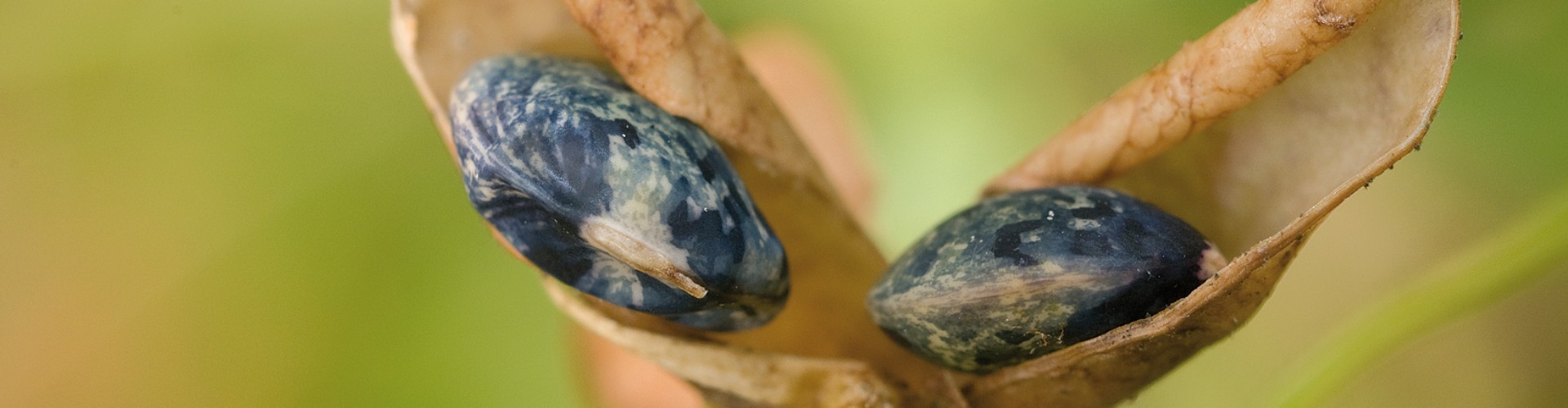 "Donate today - with the vision for tomorrow"